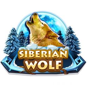 Erlebe die Wildnis mit dem Siberian Wolf Slot